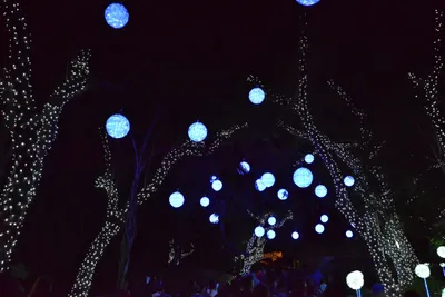 DSC_7007 (Large).JPG